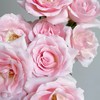 花友专享 | 粉红雪山玫瑰 10枝 商品缩略图1