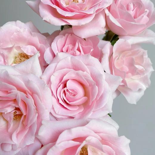 花友专享 | 粉红雪山玫瑰 10枝 商品图1