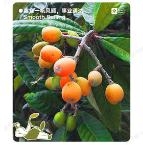 今日认识一种果树：枇杷树