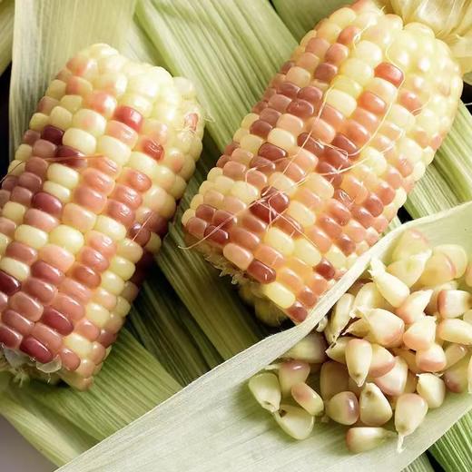 傣萨金谷香糯小玉米2kg 商品图3