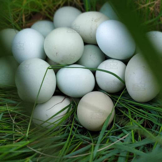 【严选】恩施山林农家散养绿壳土鸡乌鸡蛋30枚/盒  （厂家直发） 商品图4