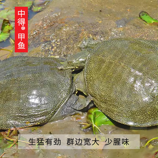 中得甲鱼 鲜活桃花鳖 外塘生态散养 公甲鱼1.5斤/只 商品图1