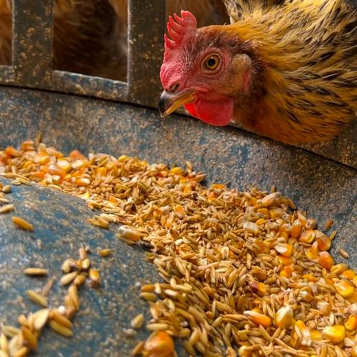 L正宗清远农家鸡，第2只减20元 商品图1