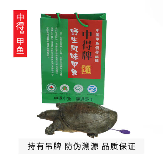 中得甲鱼 鲜活桃花鳖 外塘生态散养 公甲鱼1.5斤/只 商品图4