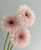 【拉丝弗朗】粉色拉丝菊  约10枝/扎 商品缩略图2