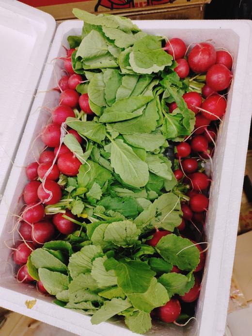 红丁萝卜一斤 商品图0