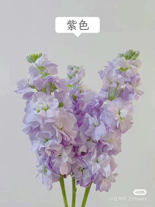 秒杀紫罗兰5支 商品图1
