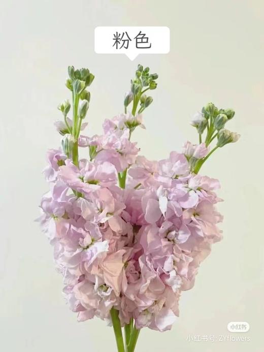 秒杀紫罗兰5支 商品图2