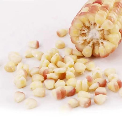 傣萨金谷香糯小玉米2kg 商品图2