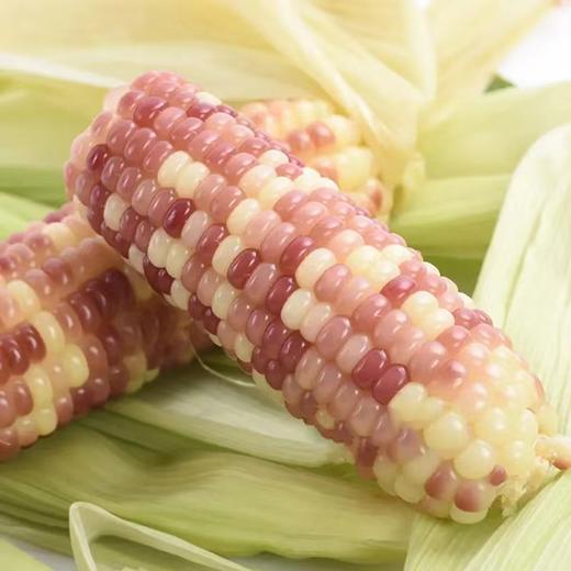 傣萨金谷香糯小玉米2kg 商品图4