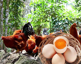 【严选】恩施山林农家散养草鸡蛋鲜鸡蛋30枚/盒（厂家直发）