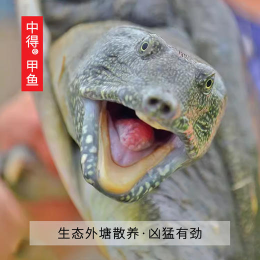中得甲鱼 鲜活桃花鳖 外塘生态散养 公甲鱼1.5斤/只 商品图2