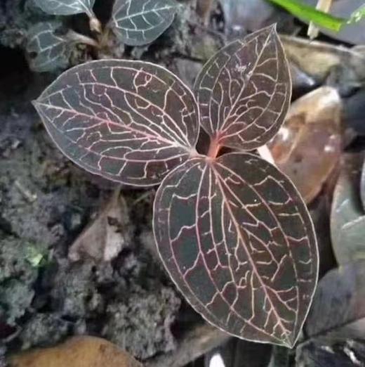 金线莲 商品图0