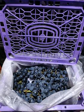 蓝莓葡萄3.5斤/筐