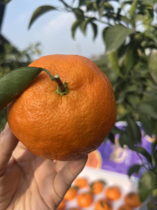 2026年一口爆汁的明日见，晚熟柑橘新贵新品 皮更薄 果肉细嫩 糖度更高 果味更浓郁 商品图11