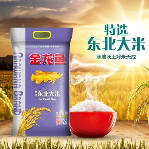 金龙鱼特选东北大米-5kg 商品图0
