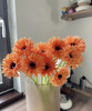 【拉丝弗朗】橙色拉丝菊  约10枝/扎 商品缩略图0