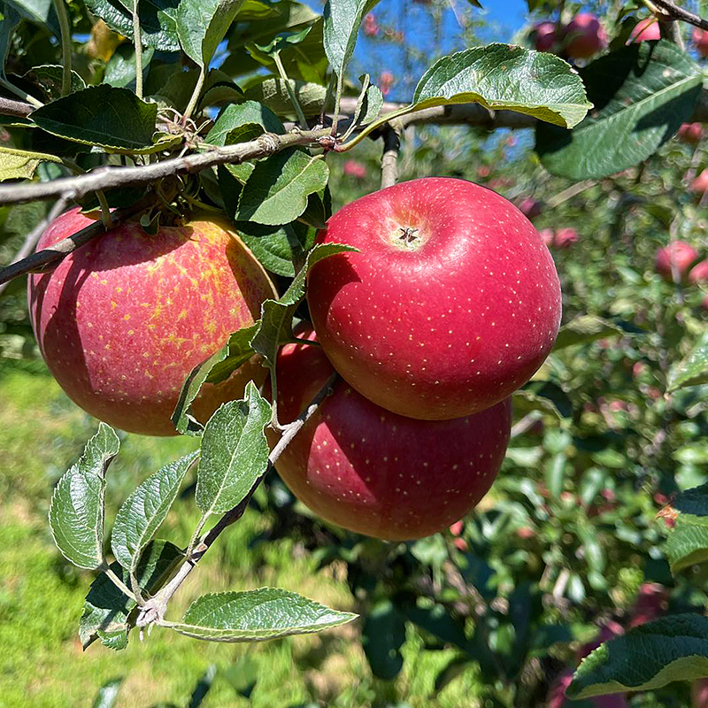 『云南福布瑞斯苹果+云顶金斑苹果』甜蜜爽口，露天生长，自带馥郁花香