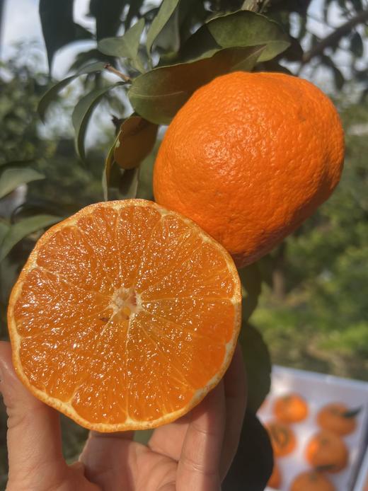 2026年一口爆汁的明日见，晚熟柑橘新贵新品 皮更薄 果肉细嫩 糖度更高 果味更浓郁 商品图6