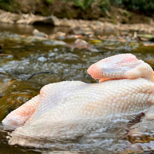 L正宗清远农家鸡，第2只减20元 商品图2