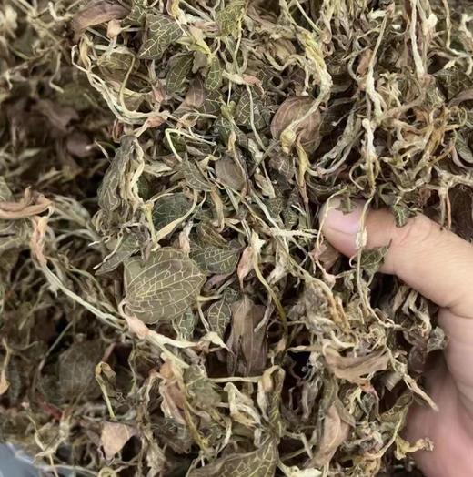 金线莲 商品图3