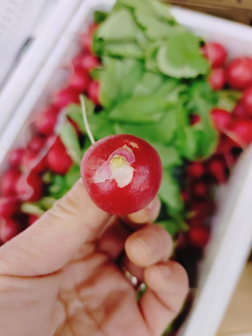 红丁萝卜一斤 商品图1