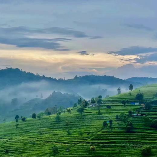 明前头采【有机绿茶】200克/罐，2件立减20元，连续17年获得有机认证 商品图7