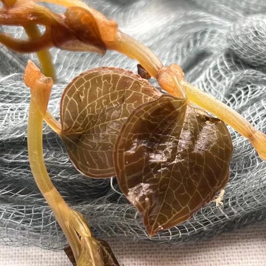 金线莲 商品图4