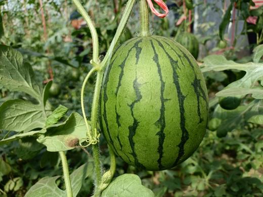 【手撕西瓜】西瓜皮薄，肉脆汁多，西瓜皮薄，肉脆汁多 商品图2