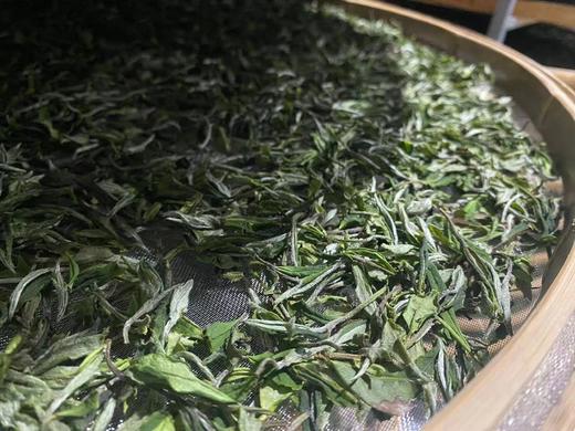 福鼎白茶一级特等贡眉2024年翁江1958老树贡眉 商品图4