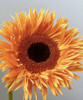 【拉丝弗朗】橙色拉丝菊  约10枝/扎 商品缩略图4