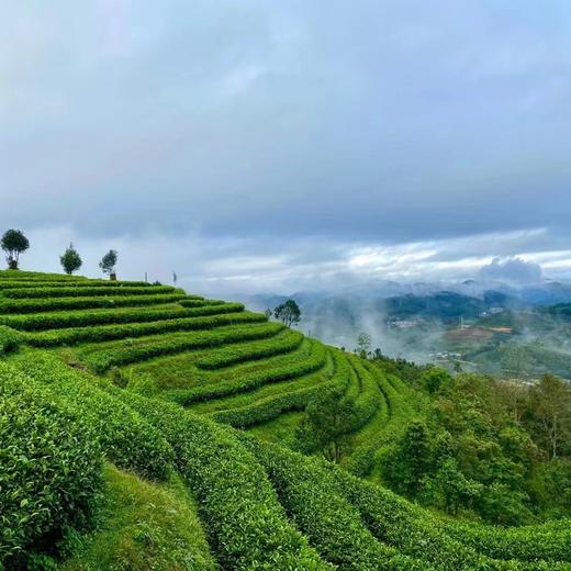 明前头采【有机绿茶】200克/罐，2件立减20元，连续17年获得有机认证 商品图12