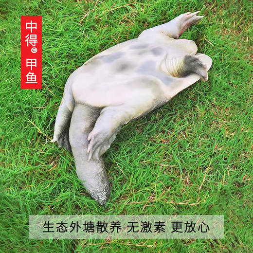 中得甲鱼 鲜活桃花鳖 外塘生态散养 公甲鱼1.5斤/只 商品图3
