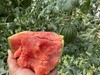 【手撕西瓜】西瓜皮薄，肉脆汁多，西瓜皮薄，肉脆汁多 商品缩略图1