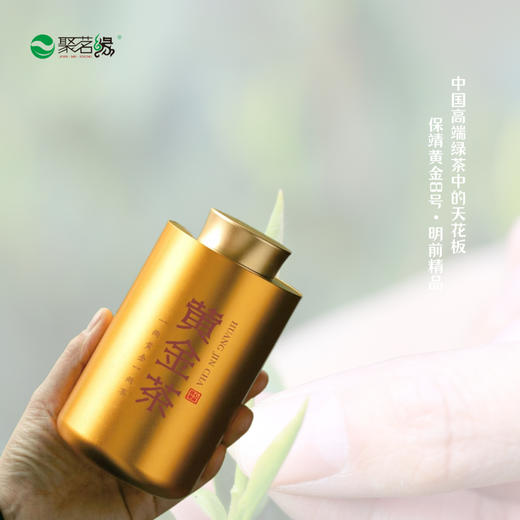 清新绿茶｜【保靖黄金茶8号】（明前精品），号称绿茶界的天花板，干茶外形娇美可爱，茸毫满披，花香果香甜香馥郁，“四高四绝”品质特点闻名遐迩，“三鲜”“三香”“三嫩”欲罢不能，净重：125g*1盒 商品图1