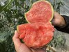 【手撕西瓜】西瓜皮薄，肉脆汁多，西瓜皮薄，肉脆汁多 商品缩略图0