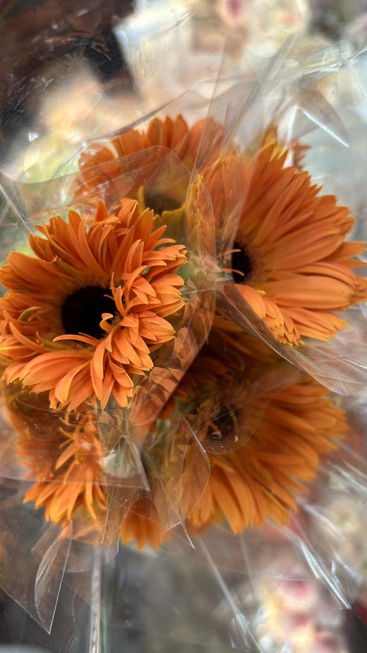 【拉丝弗朗】橙色拉丝菊  约10枝/扎 商品图5