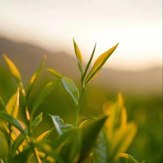 明前头采【有机绿茶】200克/罐，2件立减20元，连续17年获得有机认证 商品图9