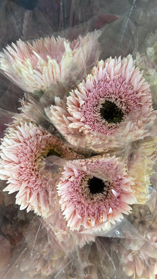 【拉丝弗朗】粉色拉丝菊  约10枝/扎 商品图6