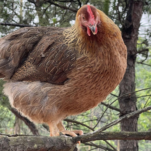 L正宗清远农家鸡，第2只减20元 商品图0