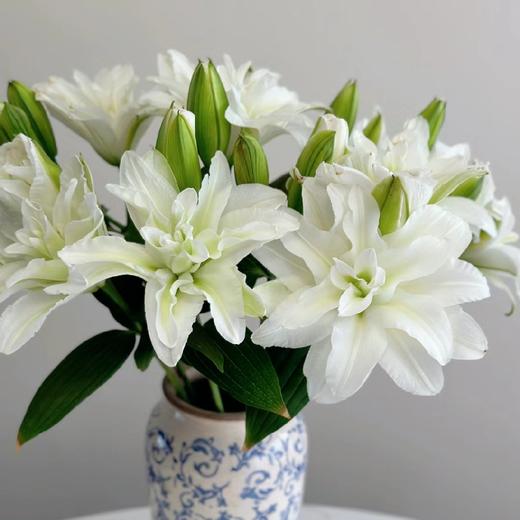 百合-重瓣白多头-10支 商品图0