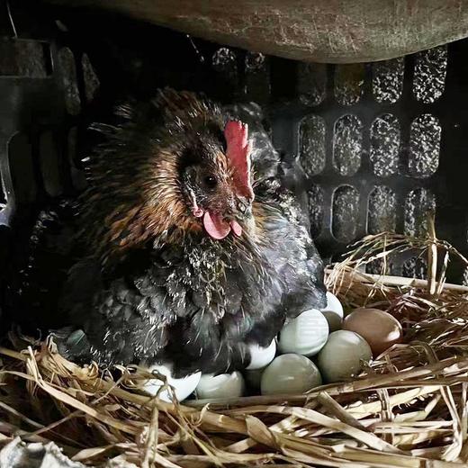 【严选】恩施山林农家散养绿壳土鸡乌鸡蛋30枚/盒  （厂家直发） 商品图2