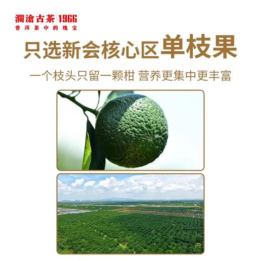 茶妈妈陈皮普洱小青柑（12颗精装）  120克  2023年 商品图2