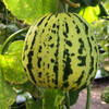 新鲜水果 花美人甜瓜1枚（1斤左右） 商品缩略图3