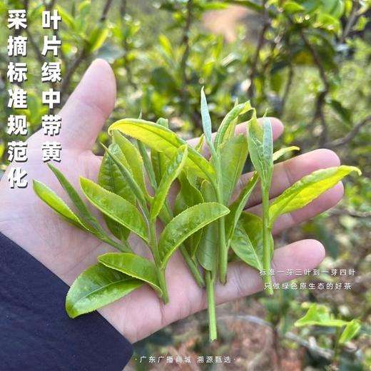 得闲饮茶·高端熟普 临仓双江高山荒养大树 独有木质香 枣香馥郁 五年陈 /《珠江第一线》力荐好茶【小堆离地发酵工艺/限量180饼】广东省内包邮 商品图2