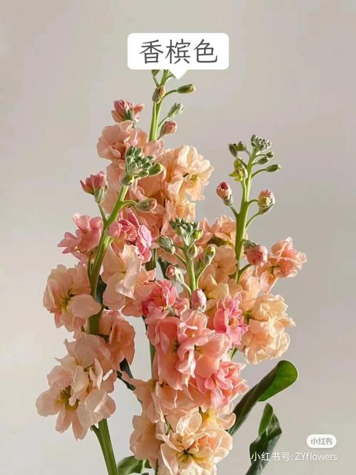 秒杀紫罗兰5支 商品图0