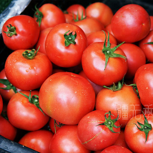 疆无季 新疆吐鲁番沙瓤西红柿 家庭装  礼盒装 番茄 商品图2