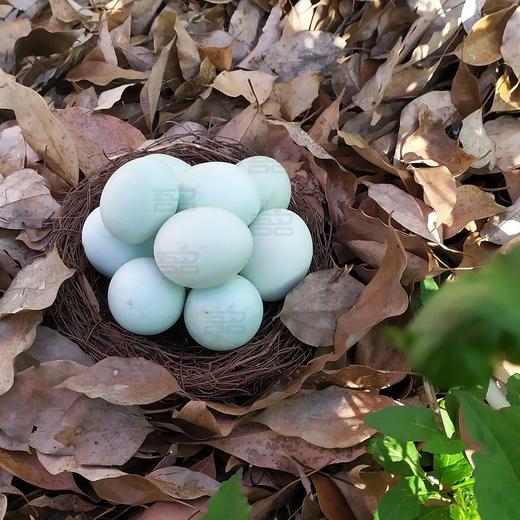 【严选】恩施山林农家散养绿壳土鸡乌鸡蛋30枚/盒  （厂家直发） 商品图0