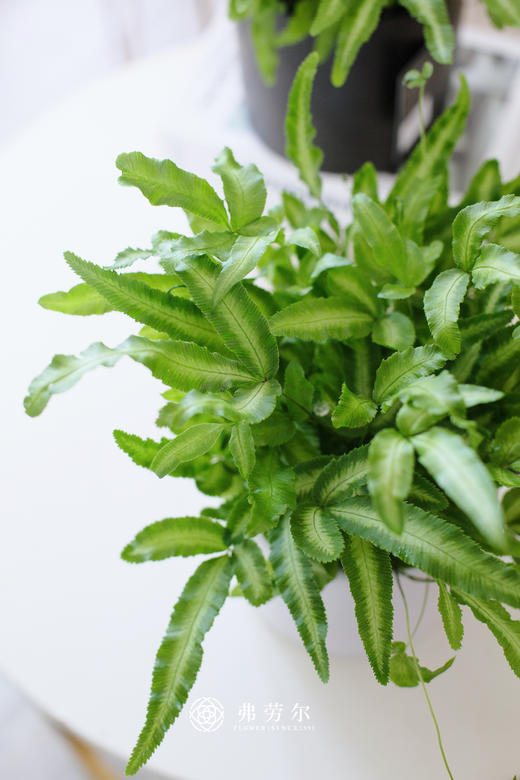 阿波蕨 商品图2