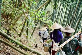  隐居荒野30年，寻访一芽一叶手工野茶 